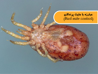 مبارزه با مایت‌ پرندگان  (Bird mite control)