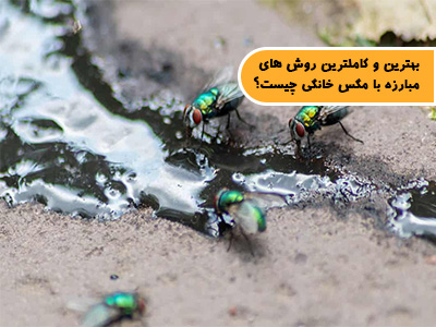 بهترین و کاملترین روش های مبارزه با مگس خانگی چیست؟