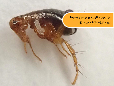 بهترین و کاربردی ترین روش‌های مبارزه با کک در منزل