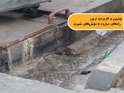 بهترین و کاربردی ترین راه‌های مبارزه با موش‌های شهری