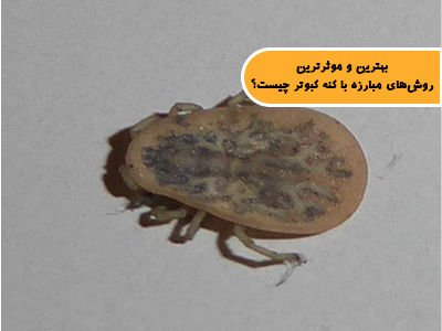 بهترین و موثرترین روش‌های مبارزه با کنه کبوتر (Argas reflexus) چیست؟