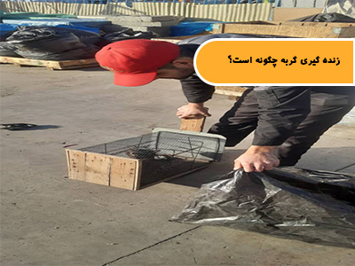 زنده گیری گربه چگونه است؟