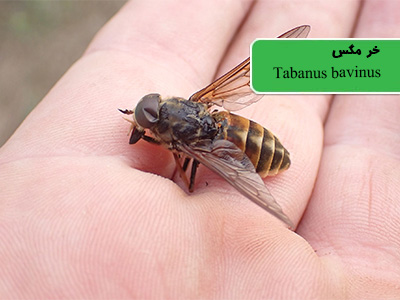 خرمگس (Tabanus bavinus)