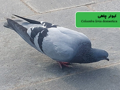 کبوتر چاهی (Columba livia domestica)
