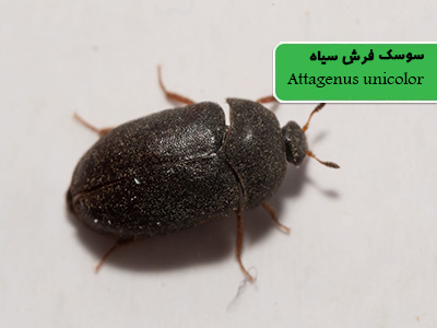 سوسک فرش سیاه (Attagenus unicolor)