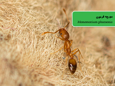 مورچه فرعون (Monomorium pharaonis)