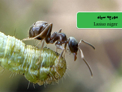 مورچه سیاه (Lasius niger)