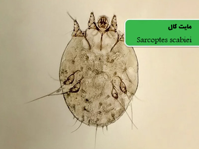 مایت گال (Sarcoptes scabiei)