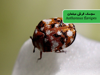 سوسک فرش مبلمان (Anthrenus flavipes)