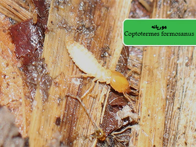 موریانه (Coptotermes formosanus)