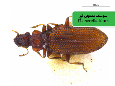 سوسک معمولی گچ (Dienerella filum)