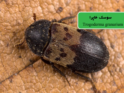 لمبه گندم (Trogoderma granarium)