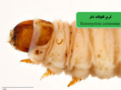 کرم گلوگاه انار (Ectomyelois ceratoniae)