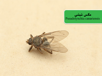 مگس شپشی پرندگان (Pseudolynchia canariensis)