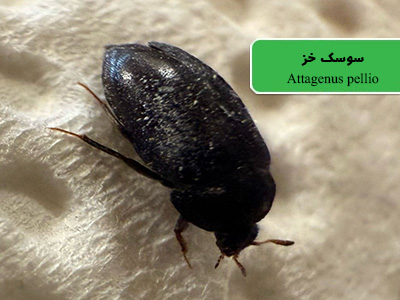 سوسک خز (Attagenus pellio)