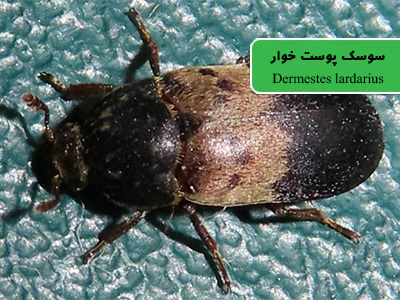سوسک انبارغذایی (Dermestes lardarius)