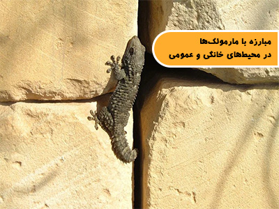 مبارزه با مارمولک‌ها در محیط‌های خانگی و عمومی