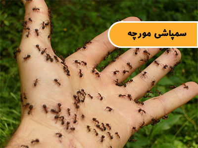 سمپاشی مورچه