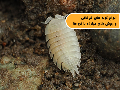 انواع گونه های خرخاکی و روش های مبارزه با آن ها