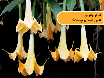 اسکوپولامین یا نفس شیطان چیست؟