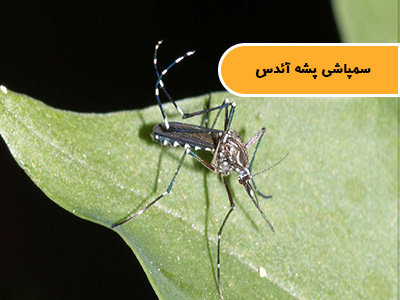 سمپاشی پشه آئدس