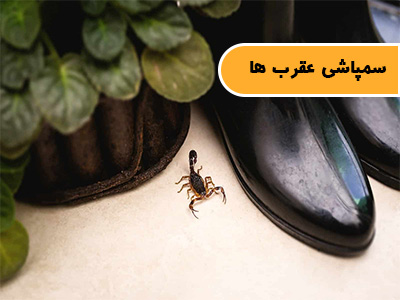 سمپاشی عقرب