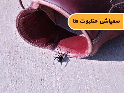 سمپاشی عنکبوت
