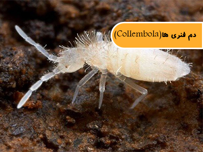 دم فنری یا پادمان (کولمبولا Collembola) 