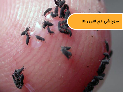 سمپاشی دم‌فنری (پادمان یا کولمبولا)