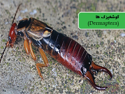 گوشخیزک (Dermaptera)