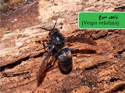 زنبور سرخ آسیایی (Vespa velutina)