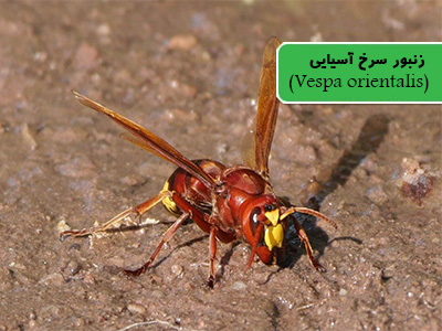 زنبور سرخ شرقی (Vespa orientalis)