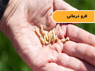 ماگوت تراپی (لارو درمانی)