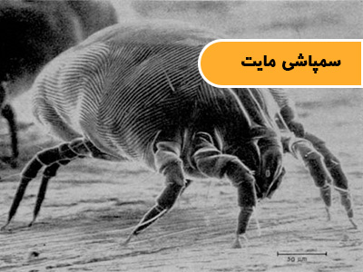 سمپاشی مایت