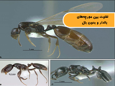 تفاوت مورچه‌های بالدار و بدون بال