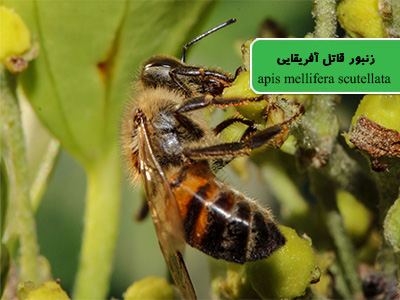 زنبور قاتل آفریقایی (Apis mellifera scutellata)