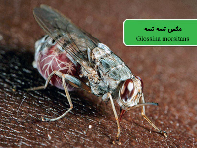 مگس تسه تسه (Glossina morsitans)