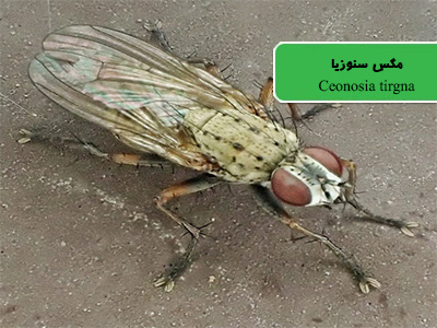 مگس سنوزیا یا مگس ببری (Ceonosia tirgna)