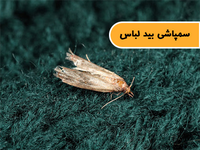 سمپاشی بید لباس