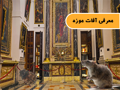 معرفی آفات موزه