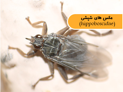 مگس‌های شپشی (Hippoboscidae)