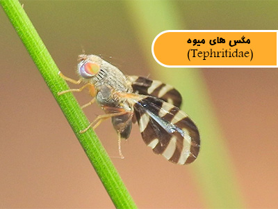 مگس های میوه (Tephritidae)