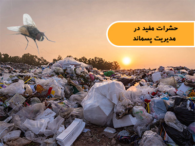 حشرات مفید در مدیریت پسماند
