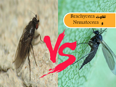 تفاوت پشه و مگس