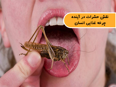 نقش حشرات در آینده چرخه غذایی انسان