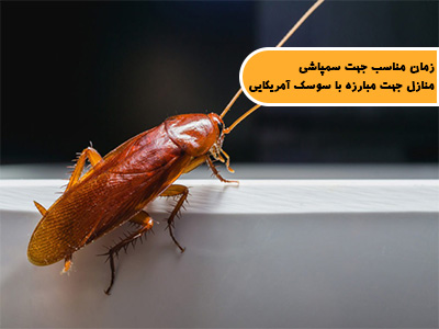 زمان مناسب جهت سمپاشی منازل جهت مبارزه با سوسک آمریکایی (سوسک فاضلاب)