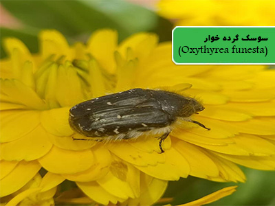 سوسک رز خالدار سفید (Oxythyrea funesta)