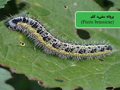 پروانه سفید کلم (Pieris brassicae)