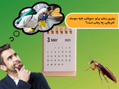 بهترین زمان برای سم‌پاشی علیه سوسک آمریکایی چه زمانی است؟