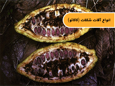 انواع آفات شکلات (کاکائو)